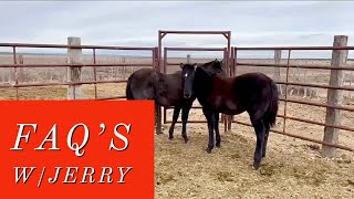 JERRY ANSWERS SOME FAQ’s | SOME OF THE LAST FOALS #rancher #quarterhorses