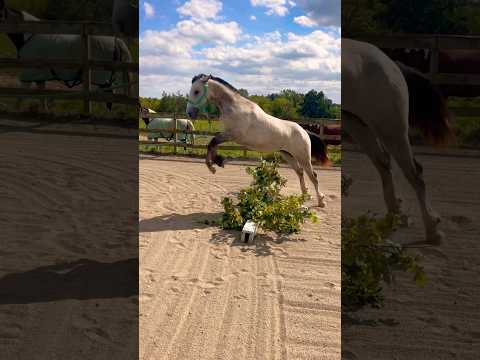 My Filly Wants To Be A Jumper!