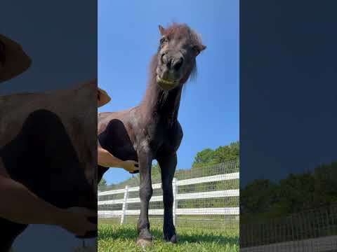 Neglected horse is rescued from living in the woods alone