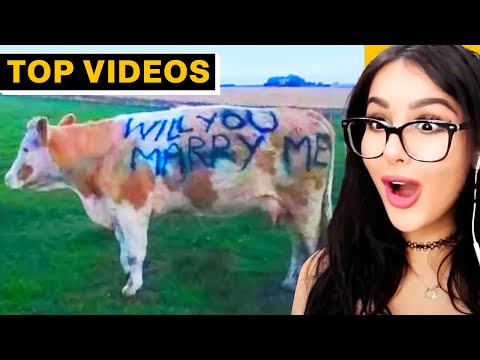 Most Insane Marriage Proposals | SSSniperWolf