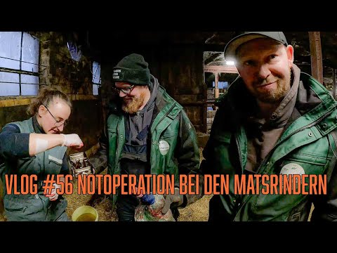 Farm-Vlog #56 Not OP bei den Mastrindern