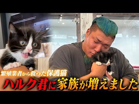 ハルク君、悪徳繁殖業者から救出した子猫と家族になりました