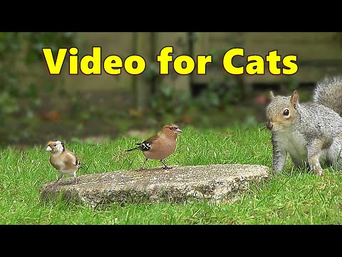 Cat TV ~ Birds Coming and Going Videos for Cats to Watch ⭐ 8 HOURS ⭐