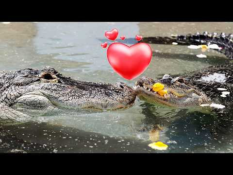 Alligator Love Story