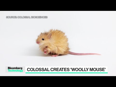 Woolly Mammoth Revival Begins With a Mouse