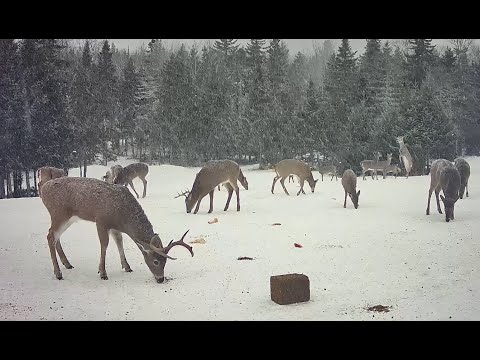 Eustis Deer Cam - LIVE - Daily Feedings 8am & 4pm