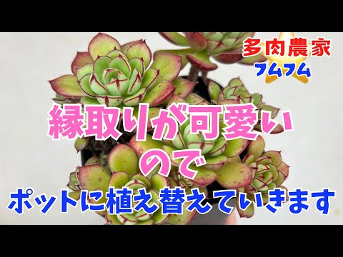 【多肉植物】1人でも植え替えやりますよ〜✨縁取り可愛い子をご紹介💕