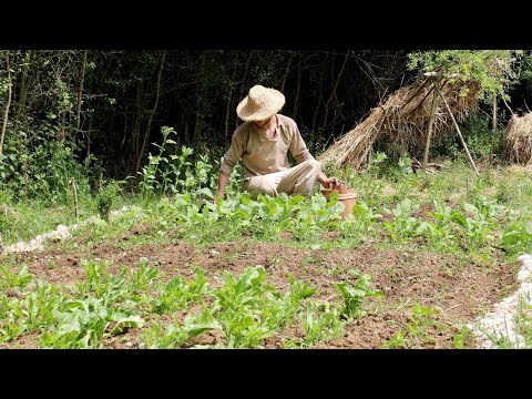 Midsummer on an Anglo-Saxon Farmstead | Medieval Vegetable Garden Update