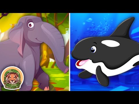 Learn About The SMARTEST Animals! | Animal Songs For Kids | KLT WILD