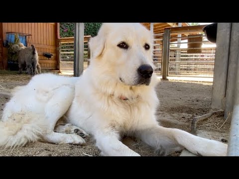 DOG FUNNY | talking Italian sheepdog | MEET MOSSIMO