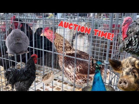 I couldn’t believe what happened at this AUCTION!