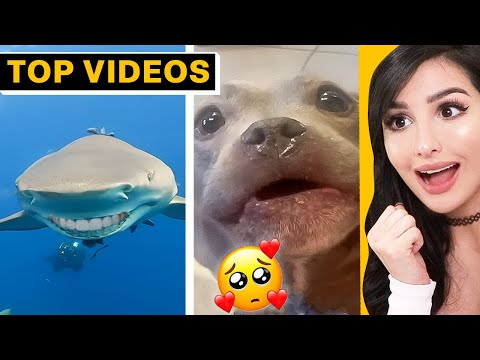 Hilarious TikToks That Made Me Cry-Laugh! | SSSniperWolf