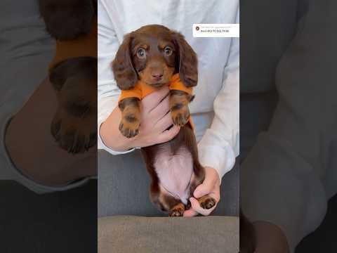 PUPPY SHUFFLE! #minidachshund #dachshund #puppy #weinerdog #exumshuffle #cutedog #funnydog #dog