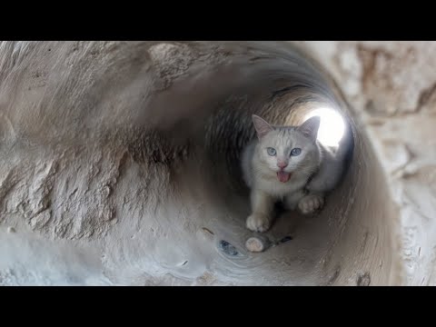 Kitten's home destroyed, stray cats and kittens roam the streets