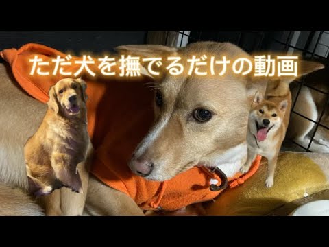 ただ犬を撫でるだけの動画