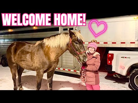 My New Horse Is Coming Home Tonight!