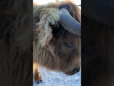 River Song wants ALFALFAFA! #colorado #highlandcows #ranching #funny