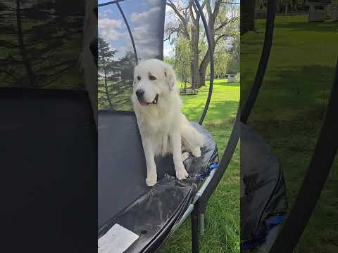 Huge Dog STUCK On A Trampoline