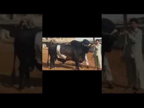 beautiful big cow world tiktok video