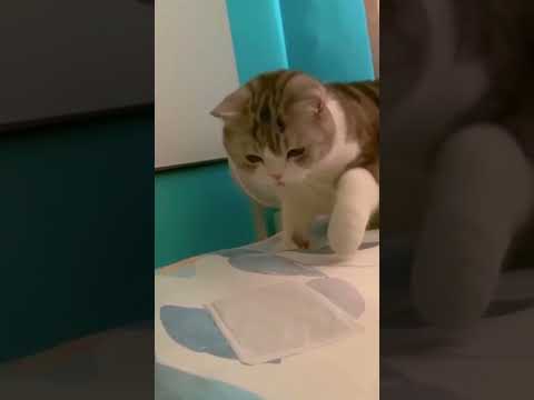 funny animal videos 😆 Try Not To Laugh Cats And Dogs 🤣 #funny #funnyvideo #viral #shorts