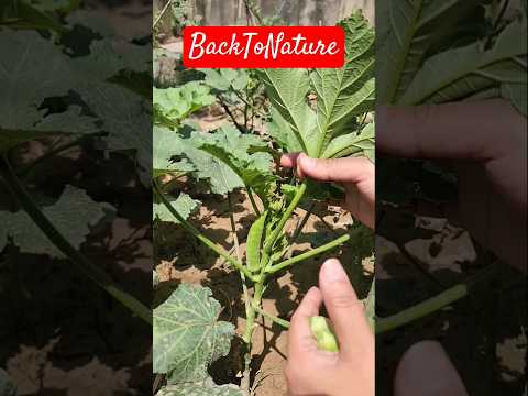 Garden Update (June)#backtonature #ytshorts #kitchengardening