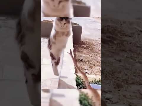 cat reflexes #ViralShort #ViralVideo #Memes #Aura #ForYou #4U"