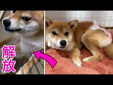 【激変】オムツ外したらハッスルする柴犬