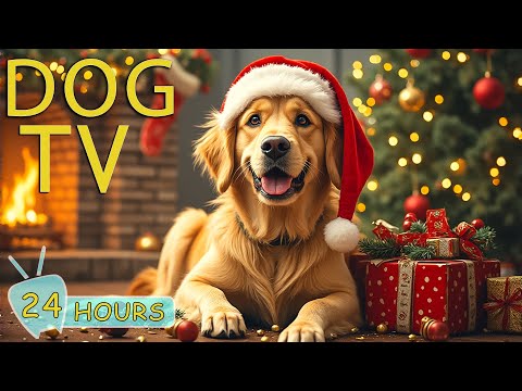 DOG TV CHRISTMAS: Video Entertain Deeply & Soothing Stress-Free Dogs When Home Alone - Music for Dog