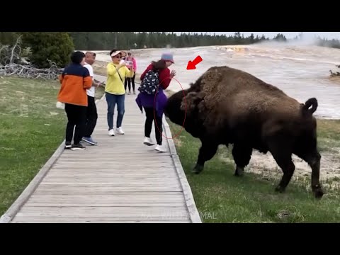 Animals That Attack Humans | Compilation of the Most Terrifying Encounters | Top list of moments.