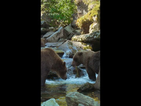 Treat yourself 💅 All the females at these Alaskan falls gather to feast on salmon.