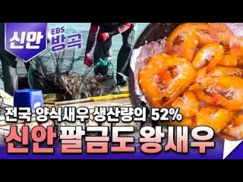 신안의 진미, 팔금도 왕새우를 만나보자