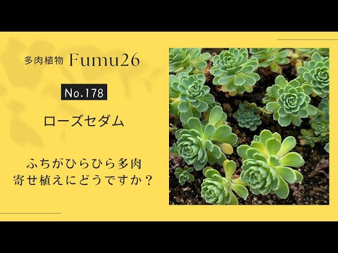 【多肉植物】ローズセダム植え替えます