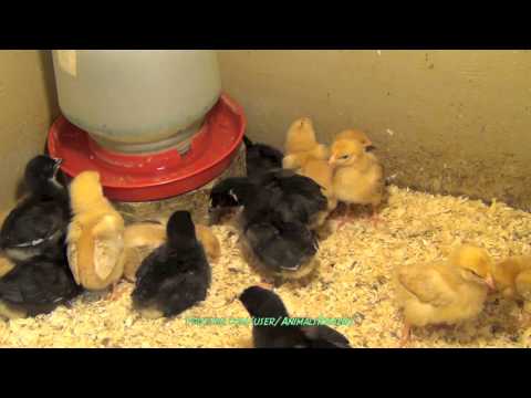 Black and Brown Chicks 1-2 Weeks Old