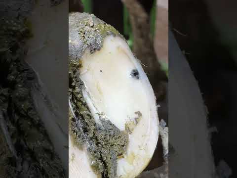 TWISTING a PIECE of METAL out of a cow's hoof!  #hooftrimming #hooftrimmer #asmr #farming #hoofcare