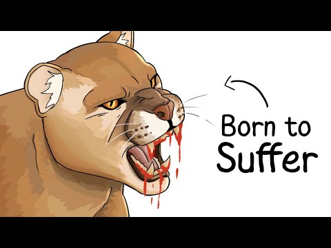 Why It Sucks to Be Born as a Puma