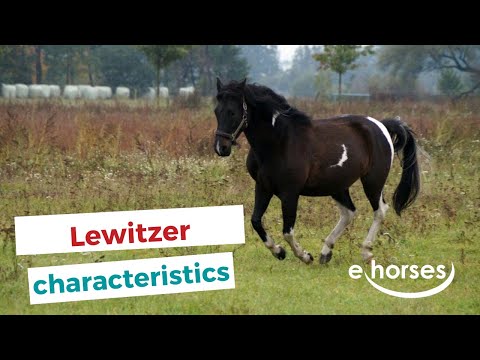 Lewitzer Pony | characteristics, origin & disciplines