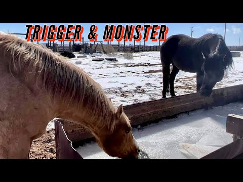 CHECKING THE COWS AND THE STUDS | BIRTHDAY LUNCH #ranch #cattle #horses