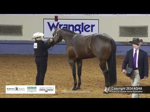 Select Yearling Colts - 2024 AQHA World Championship Show