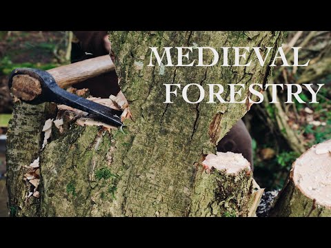 Tree Felling and Regenerating Ancient Hazel Coppice with an Axe | Early Medieval Woodland Management