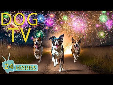 DOG TV for Dogs to Watch: Best Videos to Help Dogs No Anxiety from Fireworks, Bangs & Loud Noise