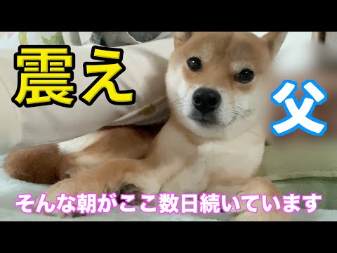 【何かいる？】小刻みに震え１点を見つめるので怖い　柴犬小夏