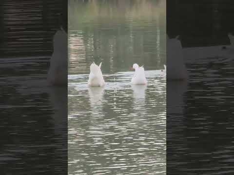 The geese swimming in the lake🦢🦢悠遊湖中的鵝🦢🦢 #nature #虎頭埤 #鵝 #生態