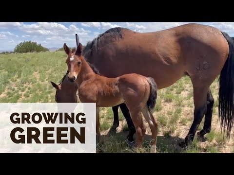 HORSES ON GREEN GRASS #jheart #quarterhorses #babies