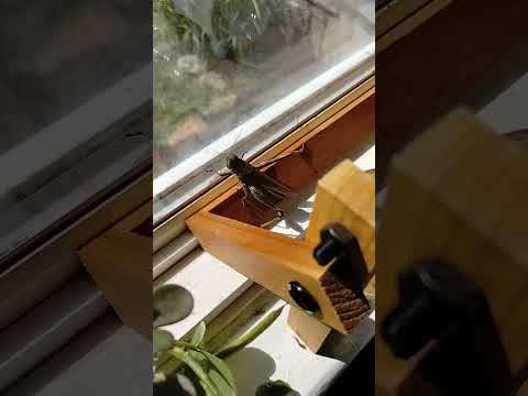 Locust in my house #locusts #plants #windowsill