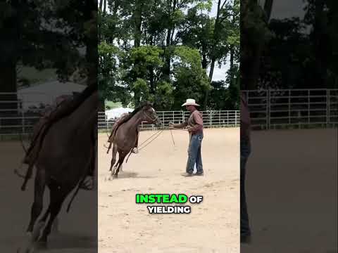 Teaching Your Horse to Understand Pressure is the Key