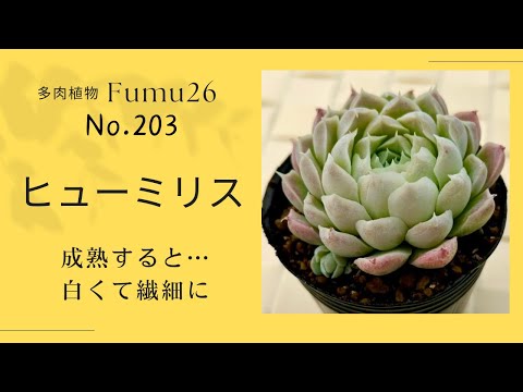 【多肉植物】葉挿し‥縦ざしはビョ〜ン‼︎横ざしは置き場所問題‼️👀✨ヒューミリス