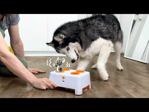 My Husky Went Crazy Over a New Toy! Funny Reaction of Dogs and Cats