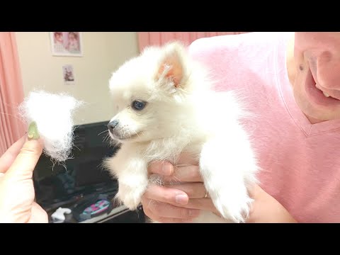 生え変わり？子犬の毛玉がひどい！ぽこあぽこ