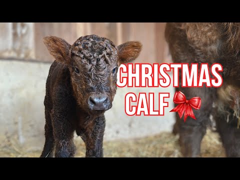 Highland Cow gives Birth to a CHRISTMAS BABY 🎁🎄