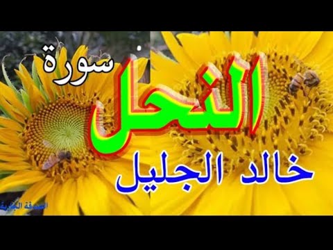 اجمل تلاوه للقران الكريم 🌹سوره النحل بصوت🌟 القاريء الشيخ خالد جليل ☪️